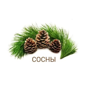 Гостевой комплекс «Сосны»